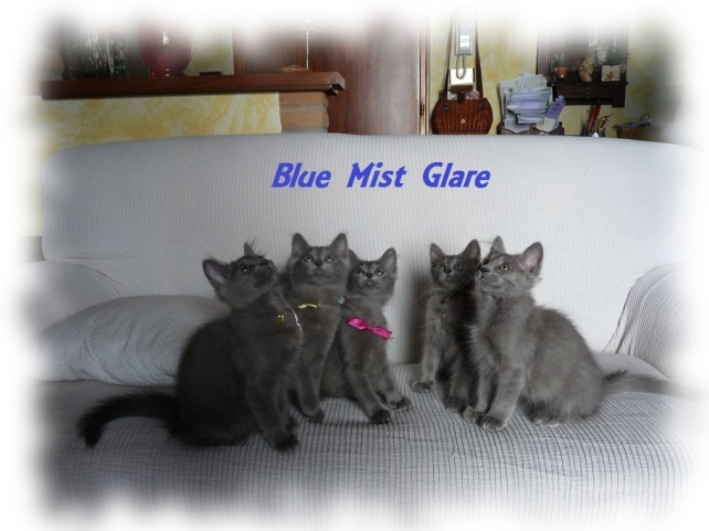 Blue Mist Glare Nebelung kittens